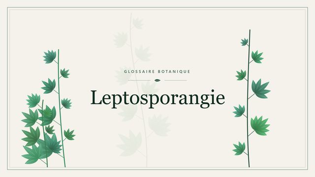 Leptosporangie : notre analyse Illustration botanique stylisée du terme « Leptosporangie » du glossaire