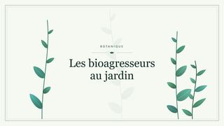 Visuel botanique stylisé : Les bioagresseurs au jardin