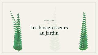 Visuel botanique stylisé : Les bioagresseurs au jardin