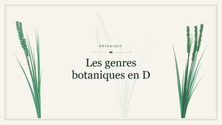 Visuel botanique stylisé : Les genres botaniques en D
