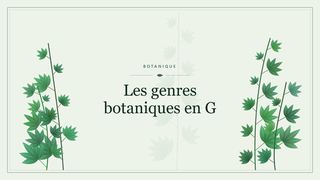 Visuel botanique stylisé : Les genres botaniques en G