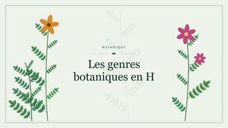 Visuel botanique stylisé : Les genres botaniques en H
