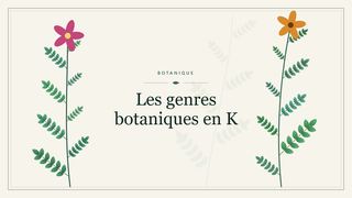 Visuel botanique stylisé : Les genres botaniques en K