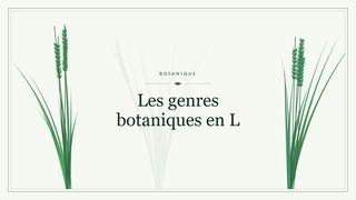 Visuel botanique stylisé : Les genres botaniques en L