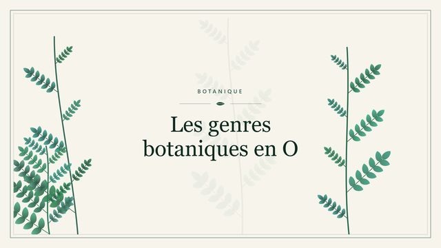 Les genres botaniques en O Visuel botanique stylisé : Les genres botaniques en O