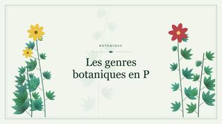 Visuel botanique stylisé : Les genres botaniques en P