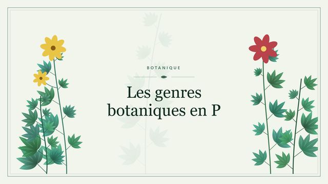 Les genres botaniques en P Visuel botanique stylisé : Les genres botaniques en P