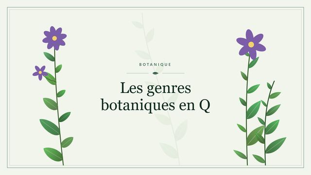 Les genres botaniques en Q Visuel botanique stylisé : Les genres botaniques en Q