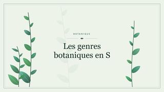 Visuel botanique stylisé : Les genres botaniques en S