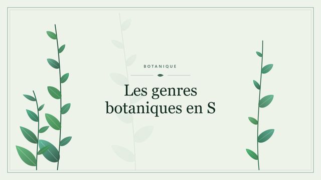Les genres botaniques en S Visuel botanique stylisé : Les genres botaniques en S