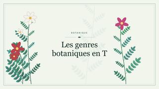 Visuel botanique stylisé : Les genres botaniques en T