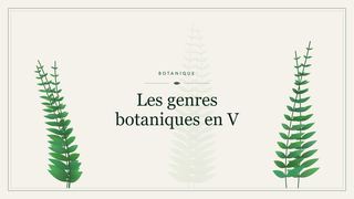 Visuel botanique stylisé : Les genres botaniques en V