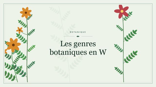 Les genres botaniques en W Visuel botanique stylisé : Les genres botaniques en W