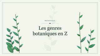 Visuel botanique stylisé : Les genres botaniques en Z
