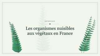 Visuel botanique stylisé : Les organismes nuisibles aux végétaux en France
