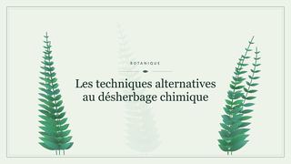 Visuel botanique stylisé : Les techniques alternatives au désherbage chimique
