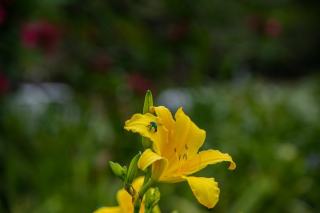 Acer platanoides emerald queen : définition et fiche botanique