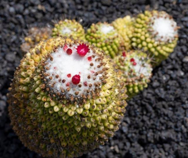 Acer tataricum subsp ginnala : guide botanique illustré Acer tataricum subsp ginnala : guide botanique illustré