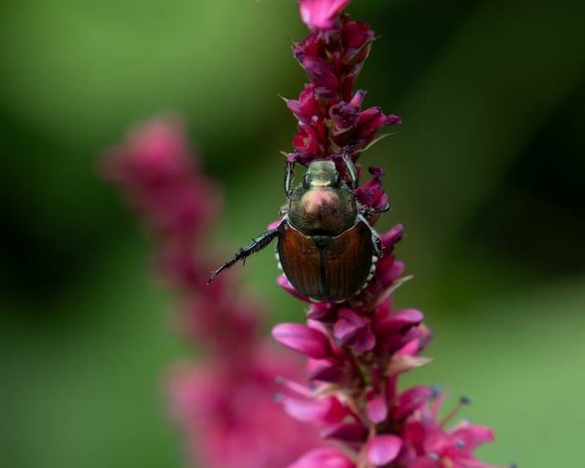 Cylindrocladium buxicola : glossaire botanique Hortus