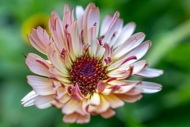 Robinia pseudoacacia bessoniana : guide botanique illustré