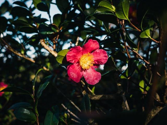 Betula humilis : guide botanique illustré