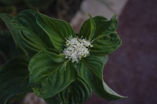 Cornus sericea kelseyi : définition et fiche botanique
