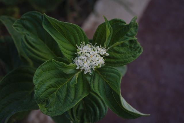 Cornus sericea kelseyi : guide botanique illustré