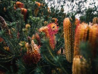 Populus trichocarpa : définition et fiche botanique