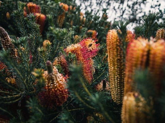 Populus trichocarpa : guide botanique illustré