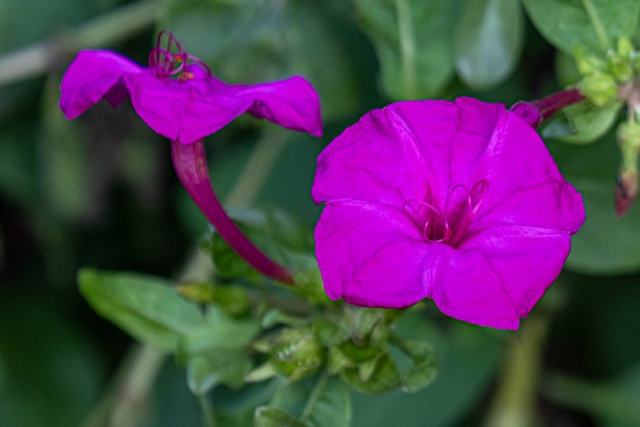 Dehiscent : guide botanique illustré