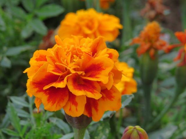 Elaiosome : guide botanique illustré