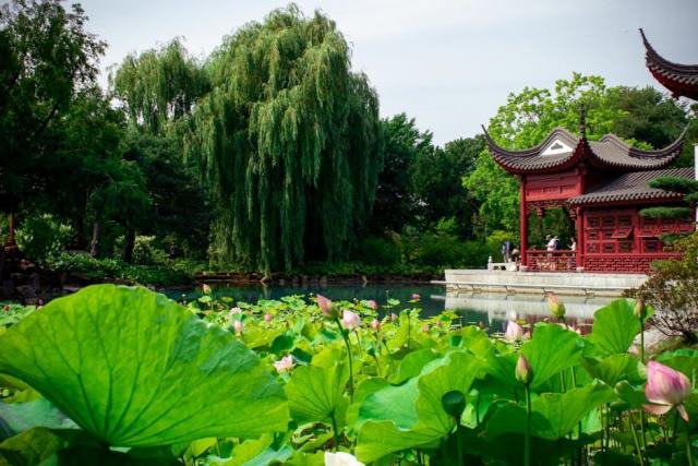 Fleur épigyne : guide botanique illustré