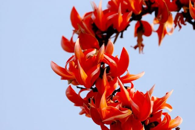 Extrorse : glossaire botanique Hortus