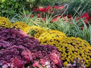 Pinnule : glossaire botanique illustré et définition