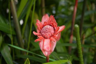 Stipité : glossaire botanique illustré et définition