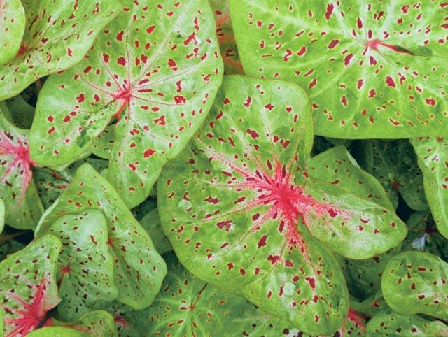 Aliforme : guide botanique illustré