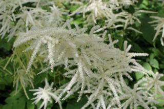 Anthophore : définition botanique et guide pratique