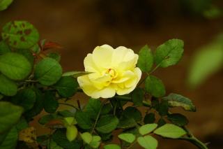 Feuille 129105 : définition botanique et explication illustrée