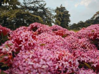 Basipete : définition botanique et explication illustrée