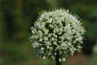 Aérifère : glossaire botanique illustré et définition