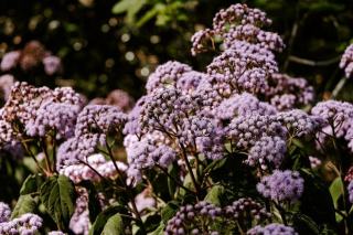 Anticatarrhal : définition botanique et guide pratique