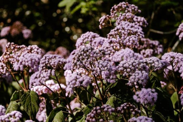 Anticatarrhal : guide botanique illustré