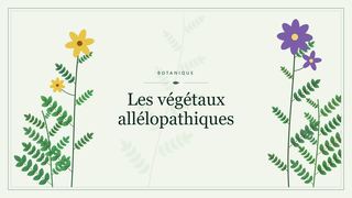 Visuel botanique stylisé : Les végétaux allélopathiques