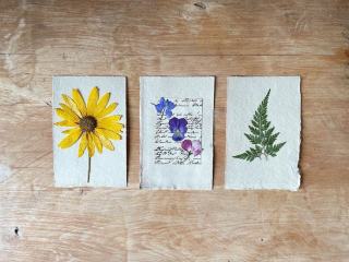 Photo d'illustration : une planche d'herbier accompagnée d'une étiquette