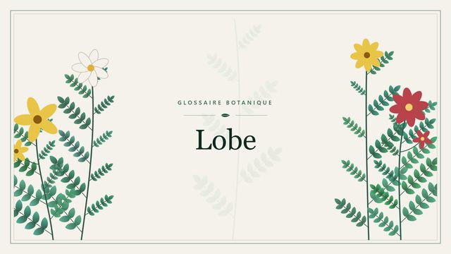 Comprendre lobe en botanique et horticulture Illustration botanique stylisée du terme « Lobe » du glossaire