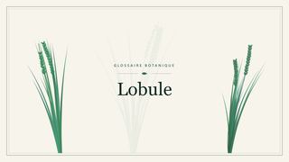 Illustration botanique stylisée du terme « Lobule » du glossaire