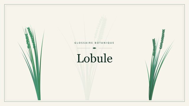 Comprendre lobule en botanique et horticulture Illustration botanique stylisée du terme « Lobule » du glossaire