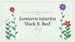Planche botanique stylisée de Lonicera tatarica ‘Hack S. Red’