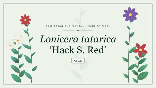 Lonicera tatarica hack s red : fiche descriptive et taxonomie Planche botanique stylisée de Lonicera tatarica ‘Hack S. Red’