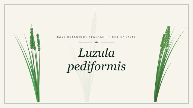 Luzula pediformis : fiche descriptive et taxonomie Planche botanique stylisée de Luzula pediformis